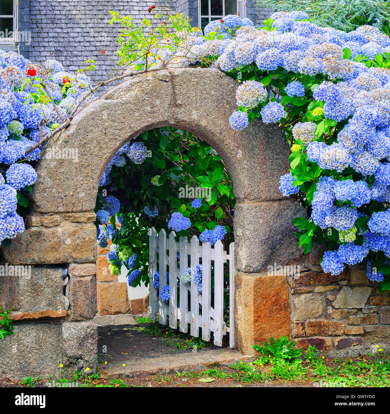 Blue hydrangea flowers decorating a stone house gate in Brittany, France Stock Photo