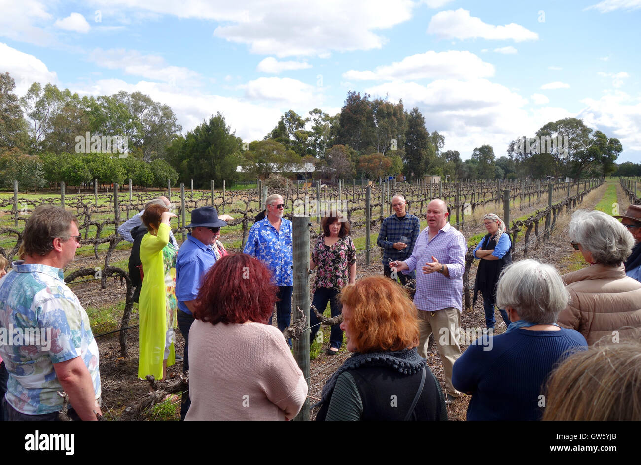 Winemaker showing visitors the vineyard, Faber Winery, Swan Valley, Perth, Western Australia. No MR or PR Stock Photo