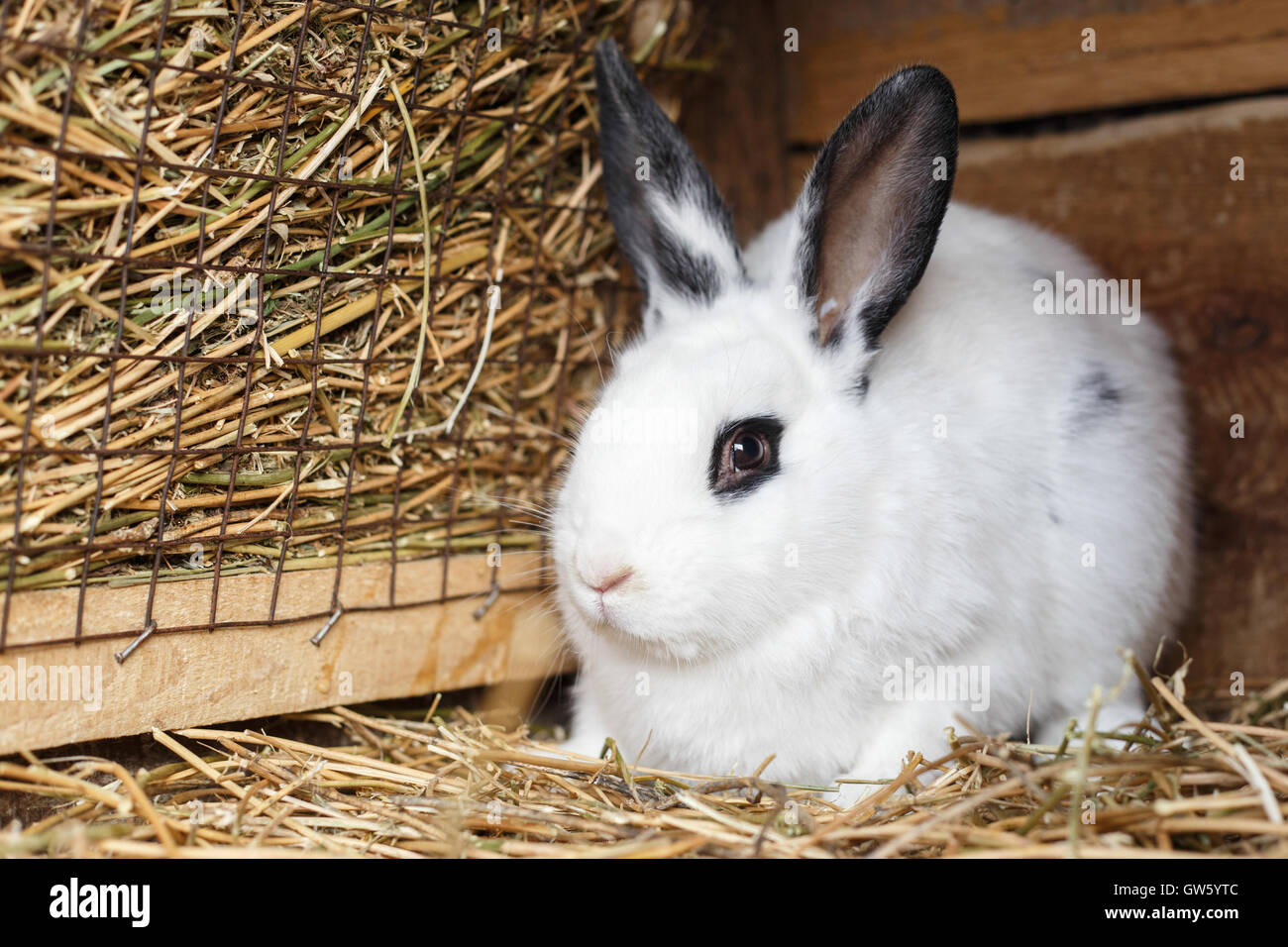 Cute white bunny sitting near basket filled with hay in a cage on farmyard Stock Photo