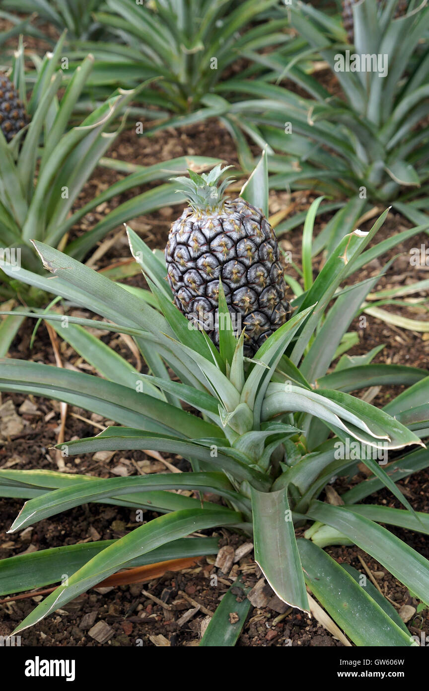 The Pineapple House High Resolution Stock Photography and Images Alamy