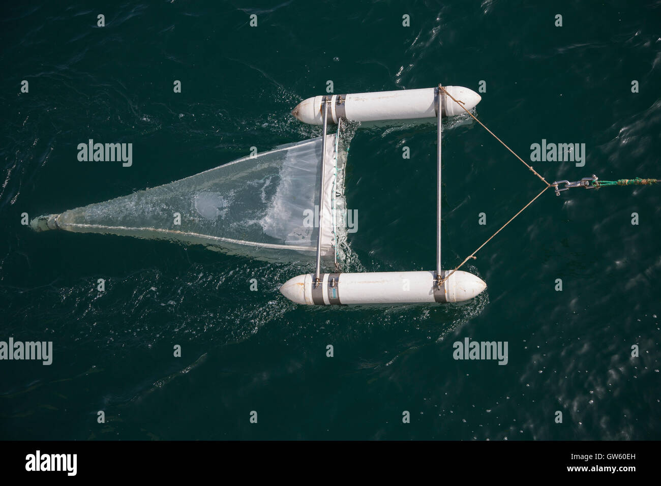 Sea Plankton Stock Photos & Sea Plankton Stock Images Alamy