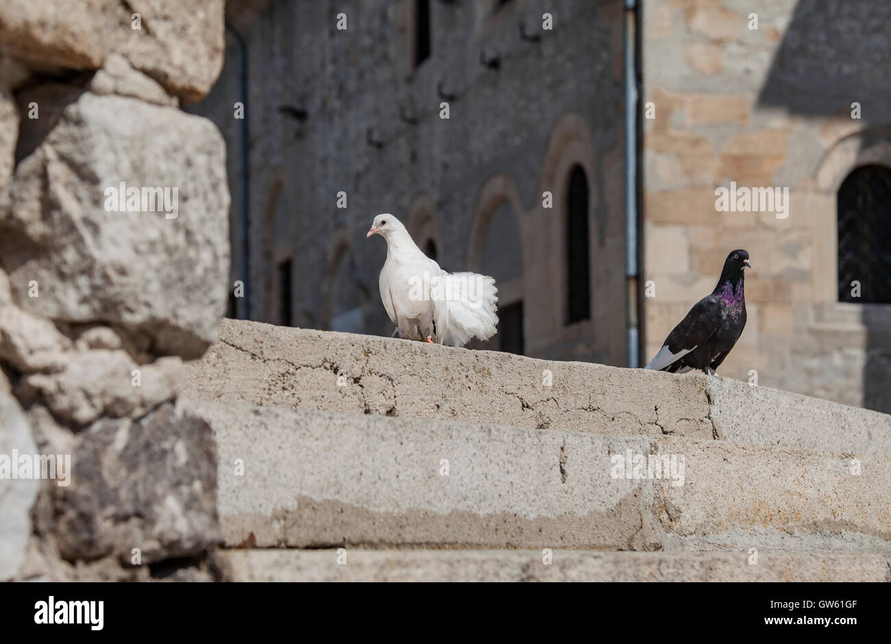 White and black pigeons on stairs in front of a massive building in the background. Stock Photo