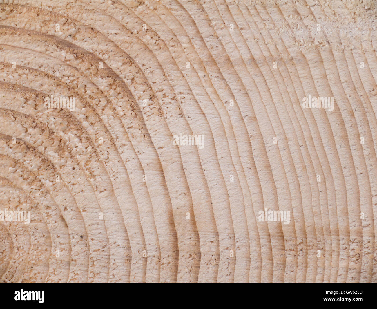 Pine wood log cross-section with annual rings Stock Photo