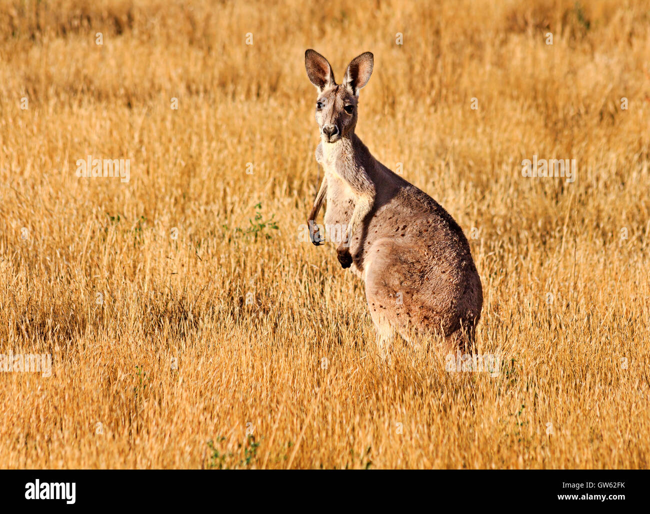 Tall standing brown kangaroo in the middle of yellow grass outback plain of South Australia Stock Photo