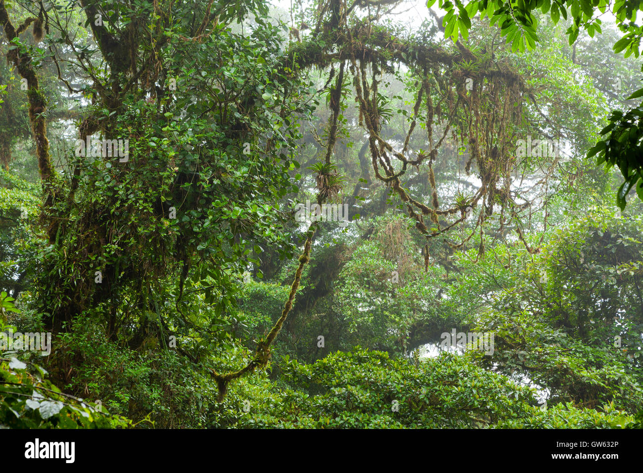 Misty rainforest in Monteverde cloud forest reserve Stock Photo
