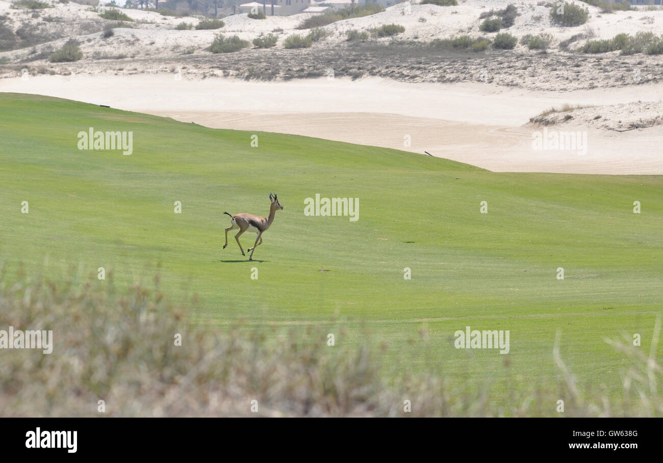 Gazelle, Arabian (Gazella arabica Stock Photo Alamy