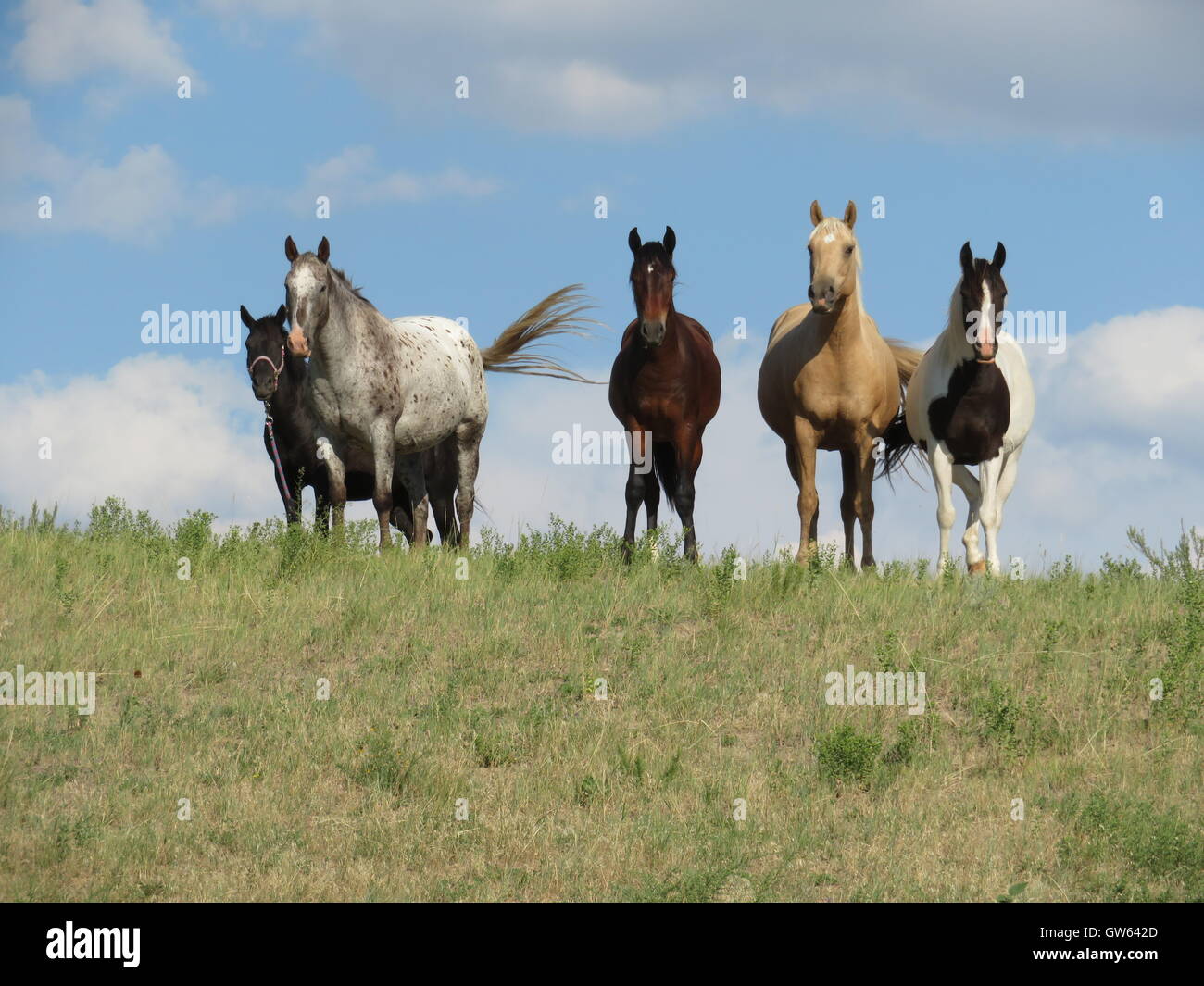 A group of horses on top of a hill in Wounded Knee, South Dakota Stock