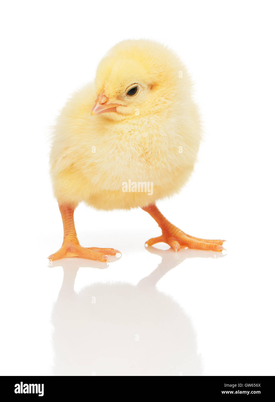 Small yellow chicken isolated on white background Stock Photo