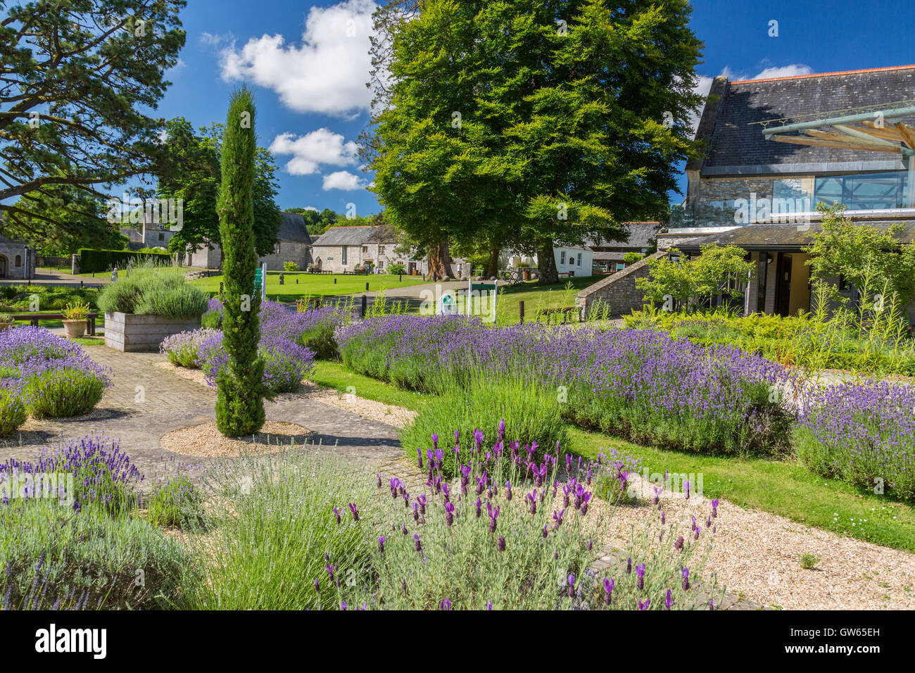 The Lavender Garden At Buckfast Abbey completed 1938 A Benedictine the-lavender-garden-at-buckfast-abbey-completed-1938-a-benedictine