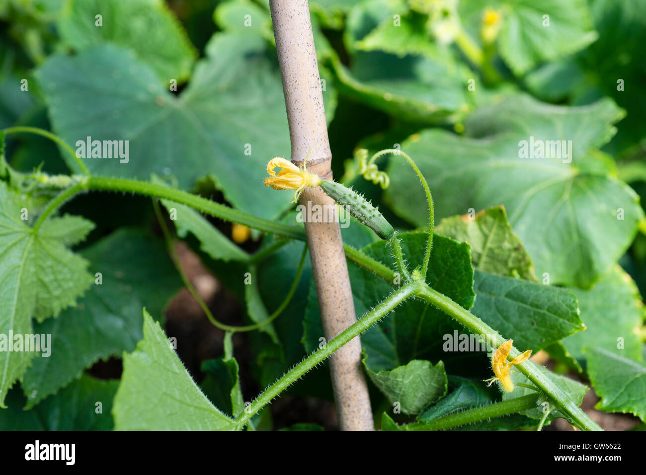 Cucumber marketmore plant (Cucumis sativus) showing new fruit developing. Stock Photo