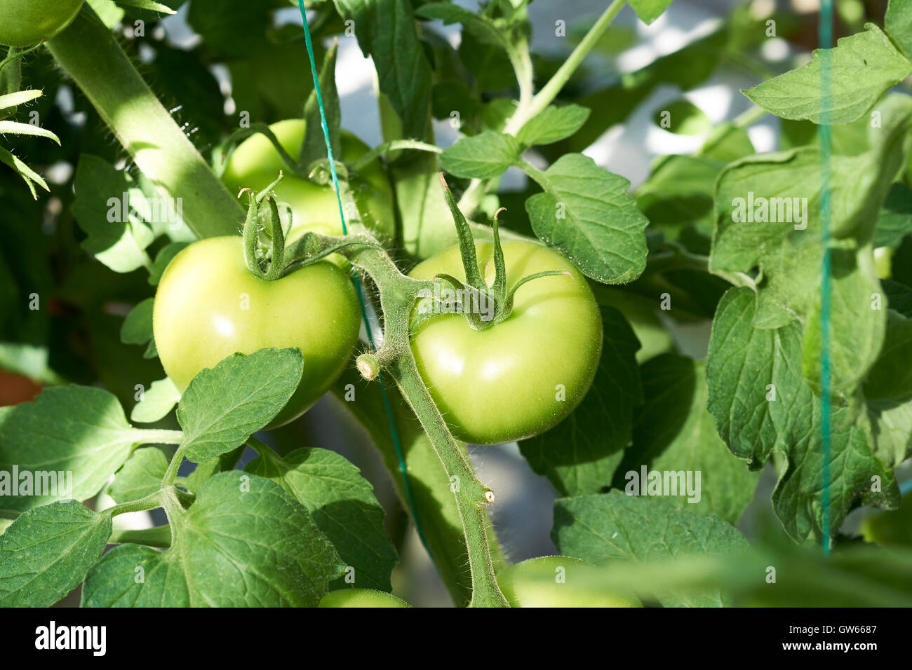 Ripening Moneymaker tomatoes growing on vines in a greenhouse Stock
