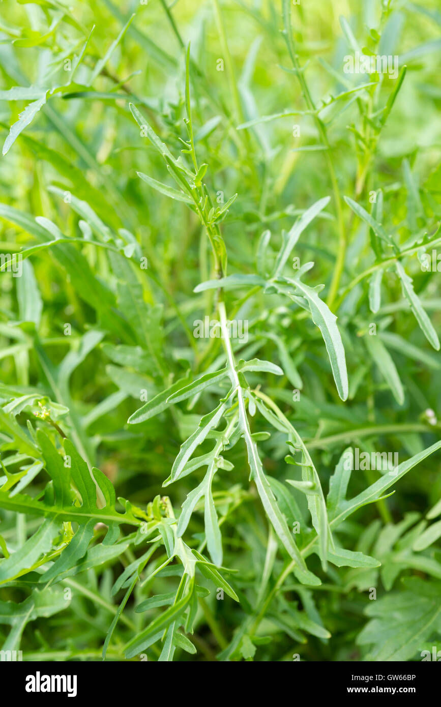 Wild rocket (Diplotaxis tenuifolia) plant growing in UK. Stock Photo