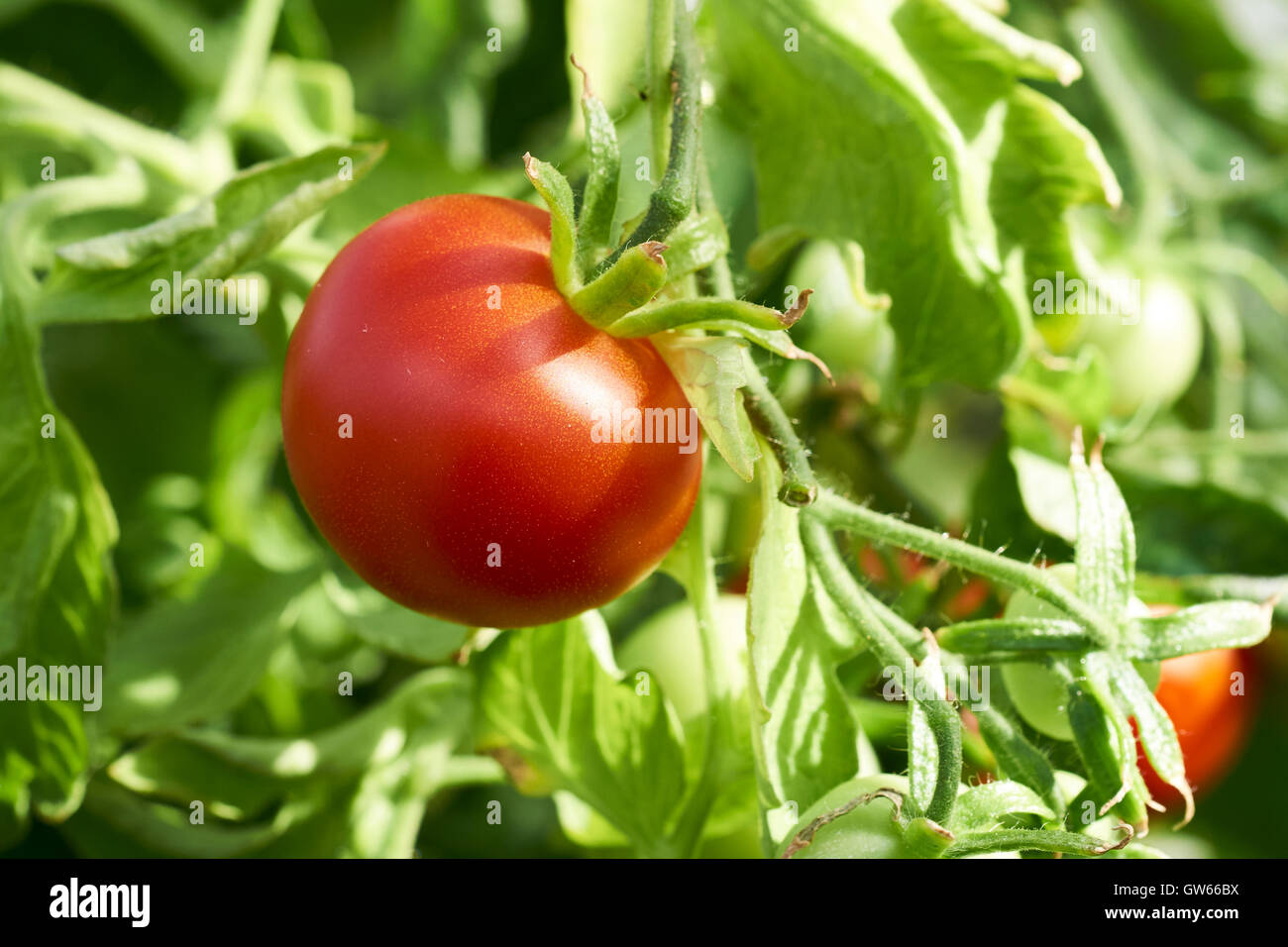Tomato shirley hi-res stock photography and images - Alamy