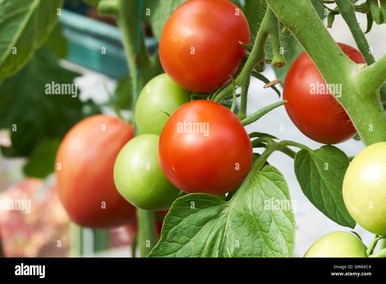 Ripening Shirley tomatoes growing on vines in a greenhouse Stock Photo
