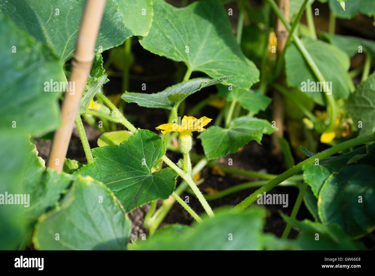 Cucumis sativus lemon hi-res stock photography and images - Alamy