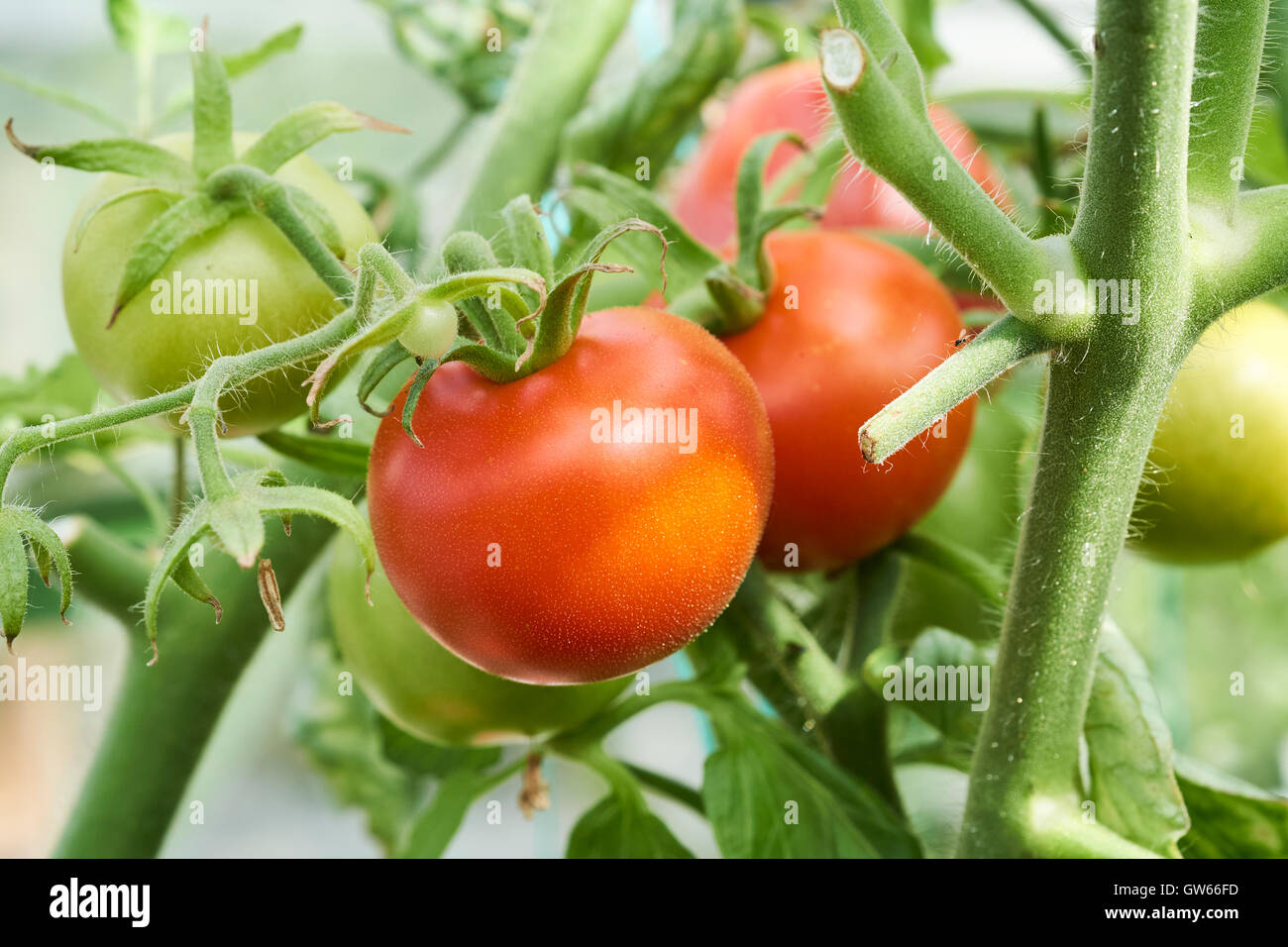 Ripening Moneymaker tomatoes growing on vines in a greenhouse Stock