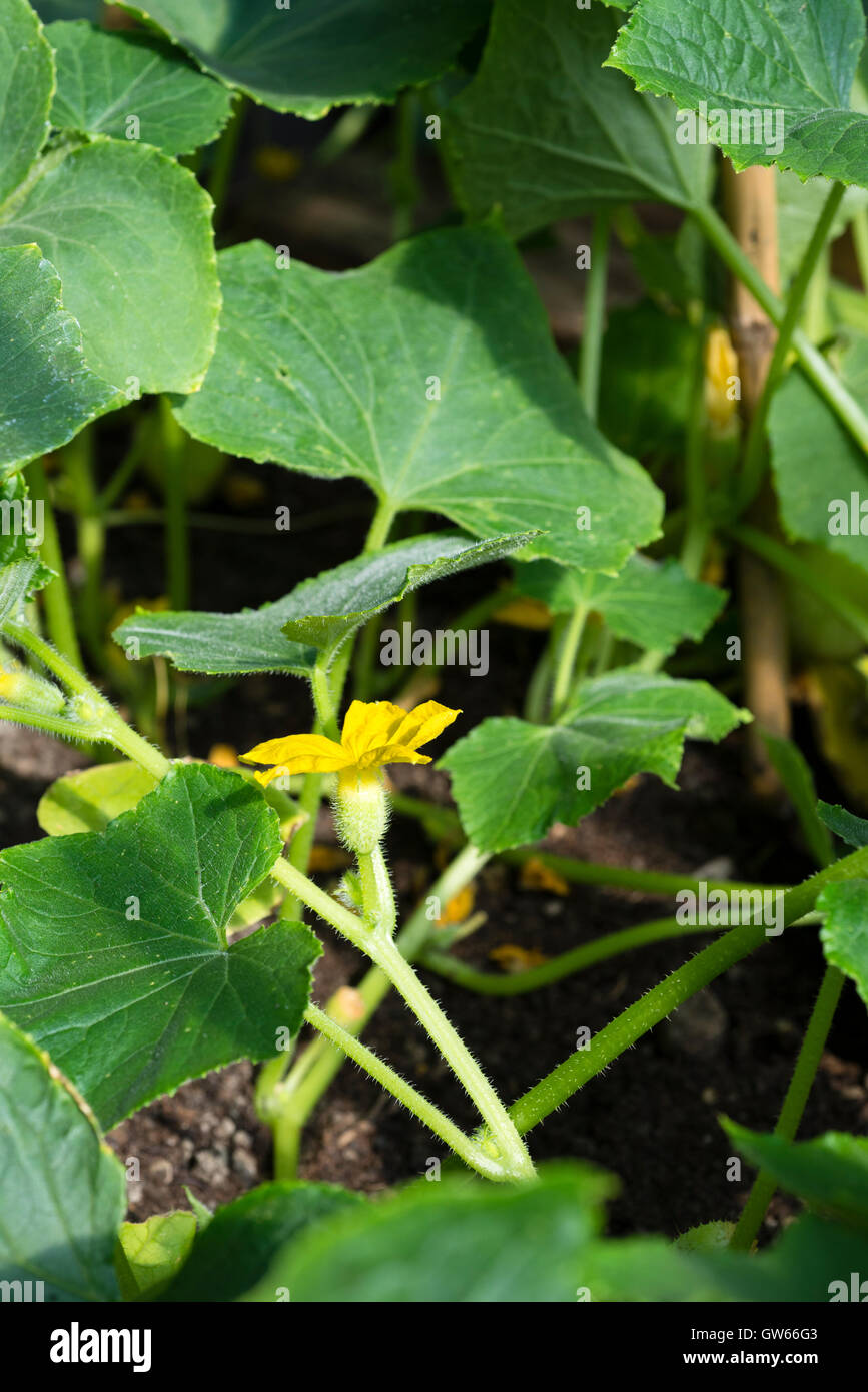 Lemon cucumber plant (Cucumis sativus 'Lemon') with fruit growing Stock