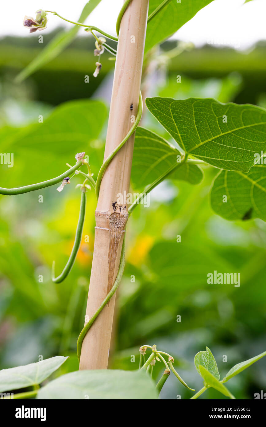 French beans (Phaseolus vulgaris) growing up bamboo canes. Stock Photo