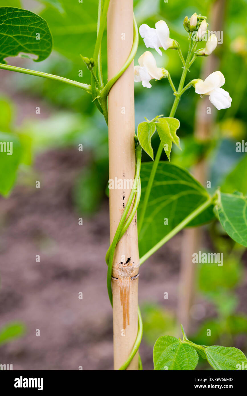 Runner beans (Phaseolus Coccineus) growing up bamboo canes. Stock Photo