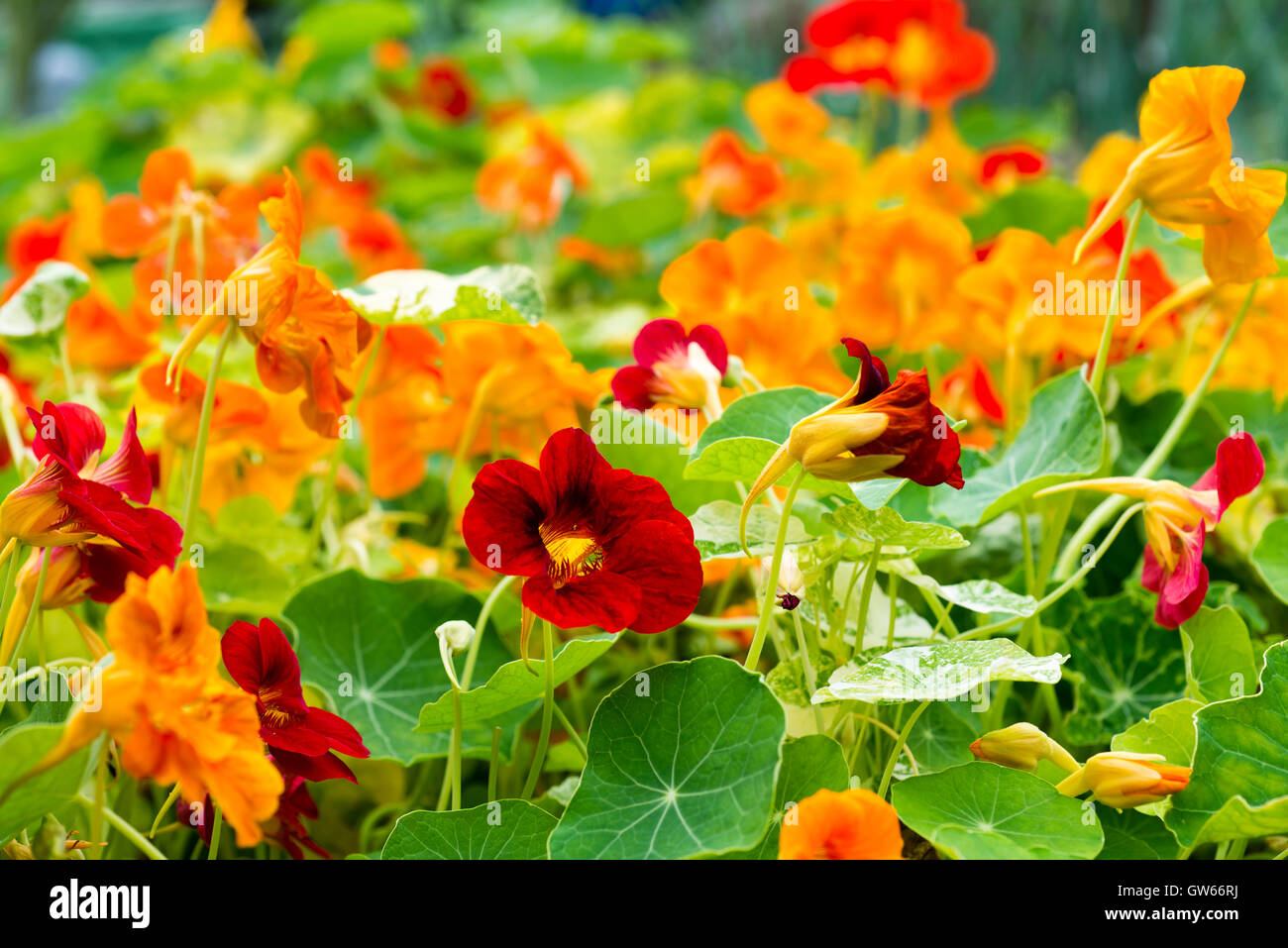 Nasturtium (Tropaeolum majus) plants with edible leaves and flowers