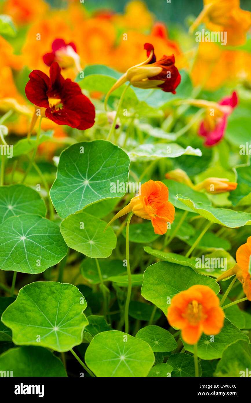 Nasturtium (Tropaeolum majus) plants with edible leaves and flowers