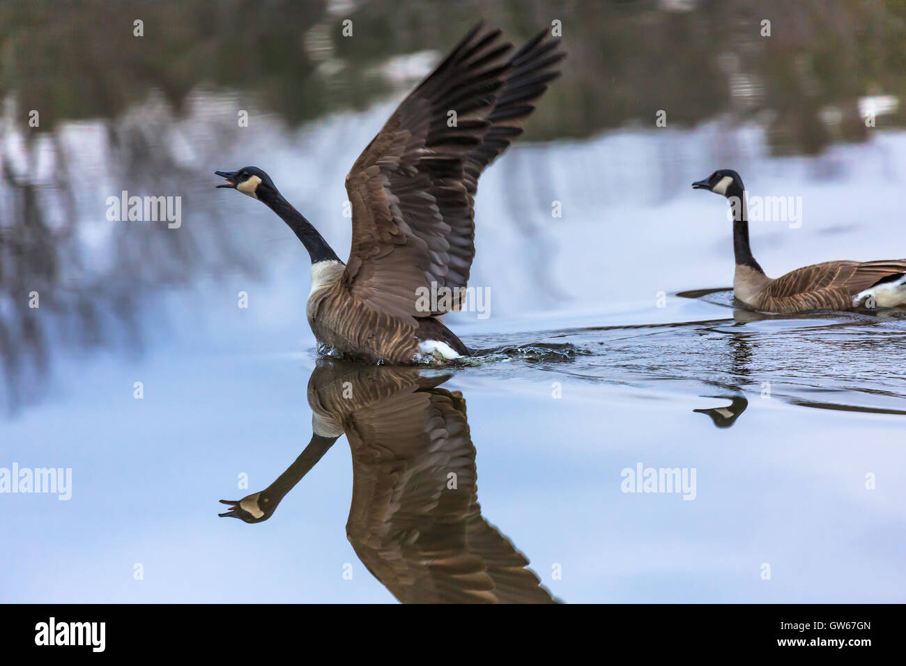 Canadian geese starting to fly out of the water. Stock Photo