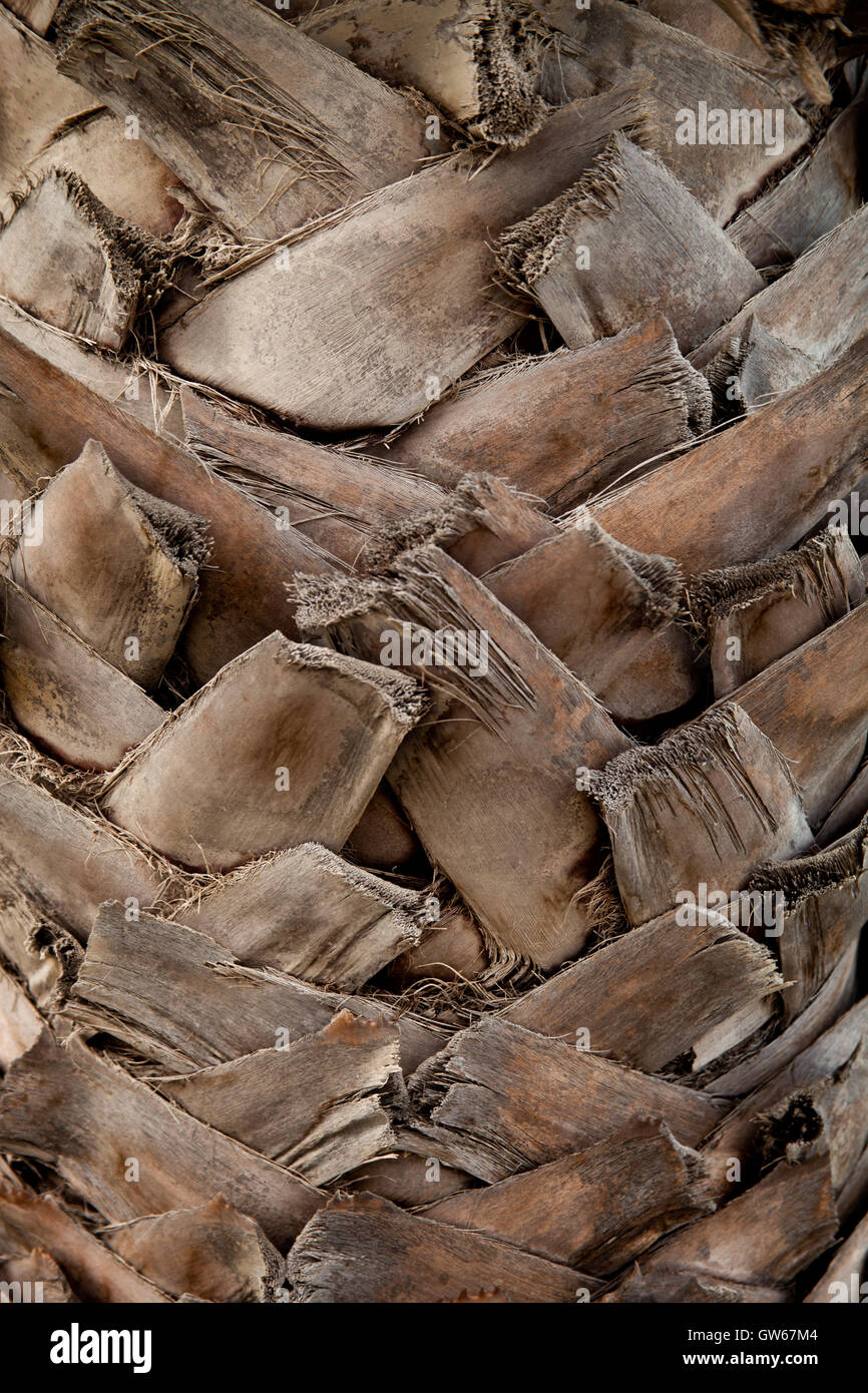 palm tree trunk Stock Photo Alamy