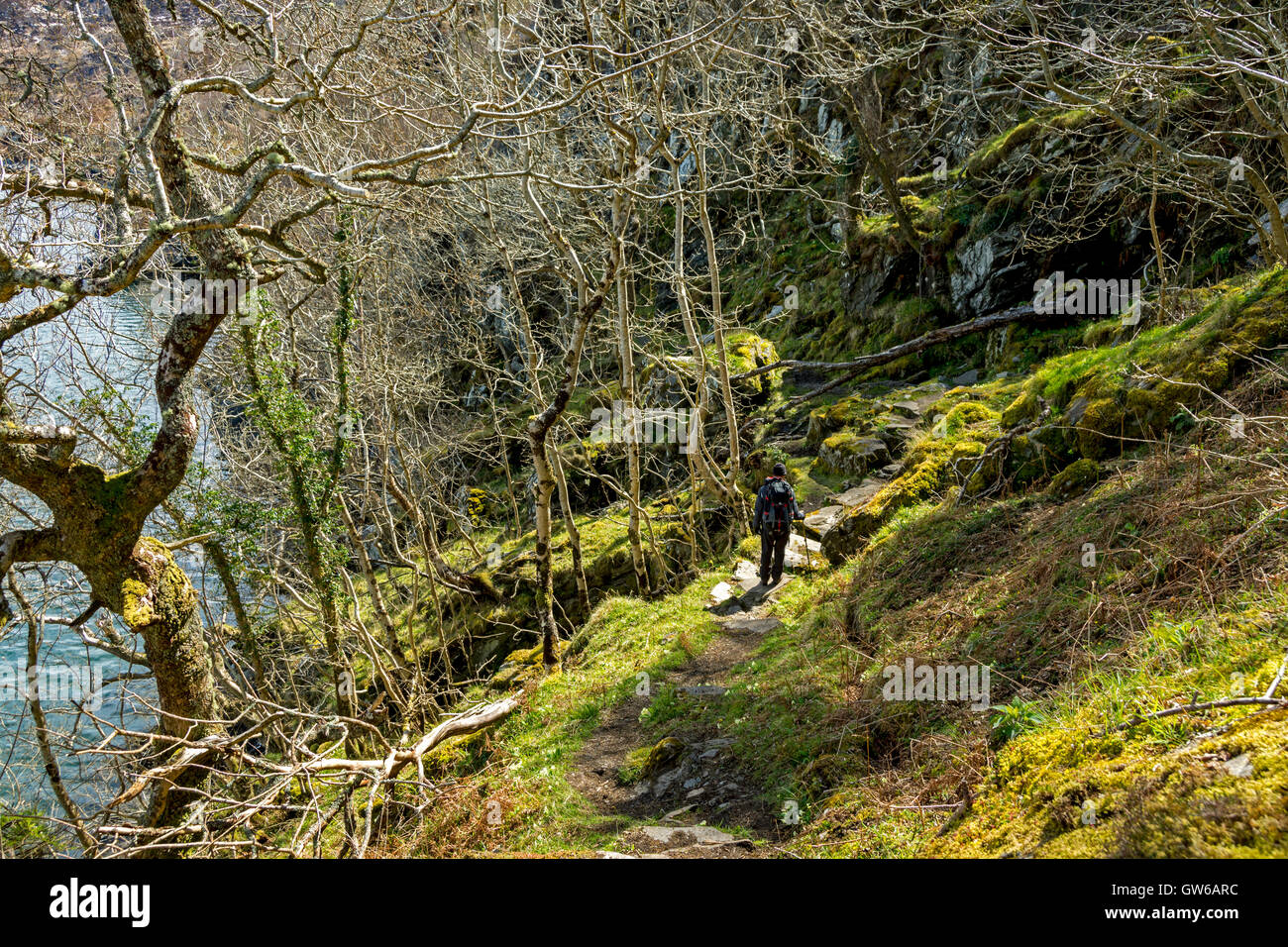 A walker on the Silver Walk, by Loch Moidart, near Acharacle, Ardnamurchan peninsula, Scotland, UK Stock Photo