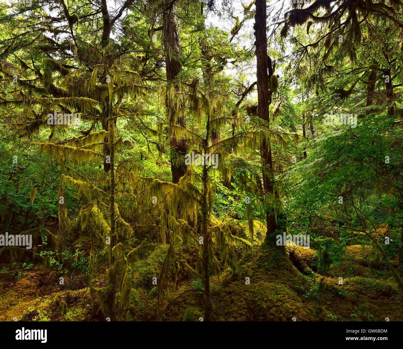 Rain forest ecosystem hi-res stock photography and images - Alamy