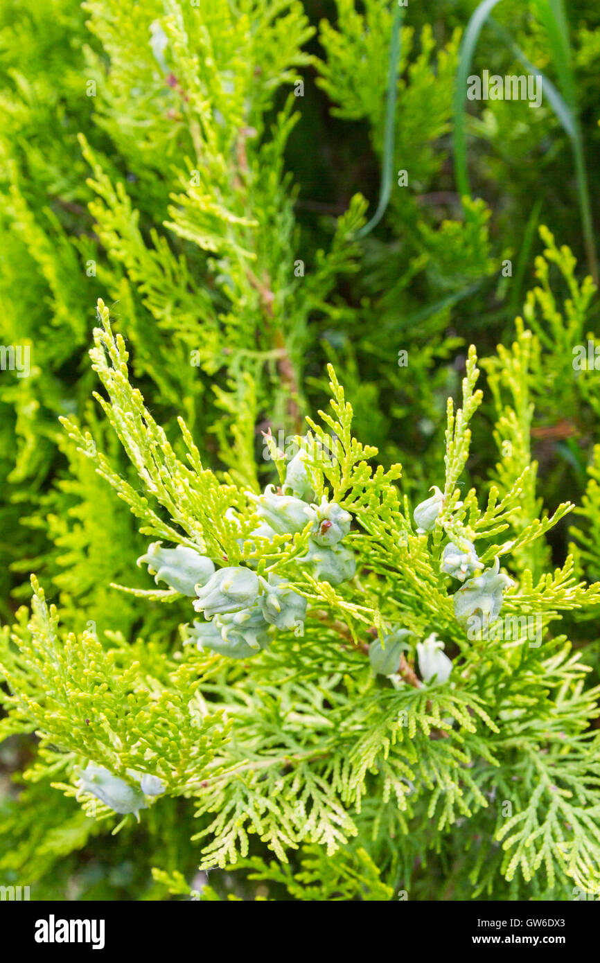 Green arborvitae tree shrub with cones Stock Photo Alamy