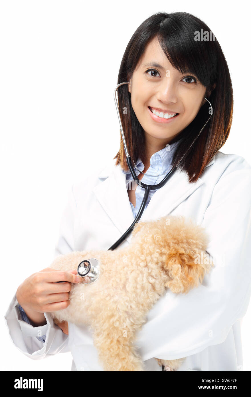 Asian veterinarian with poodle Stock Photo Alamy