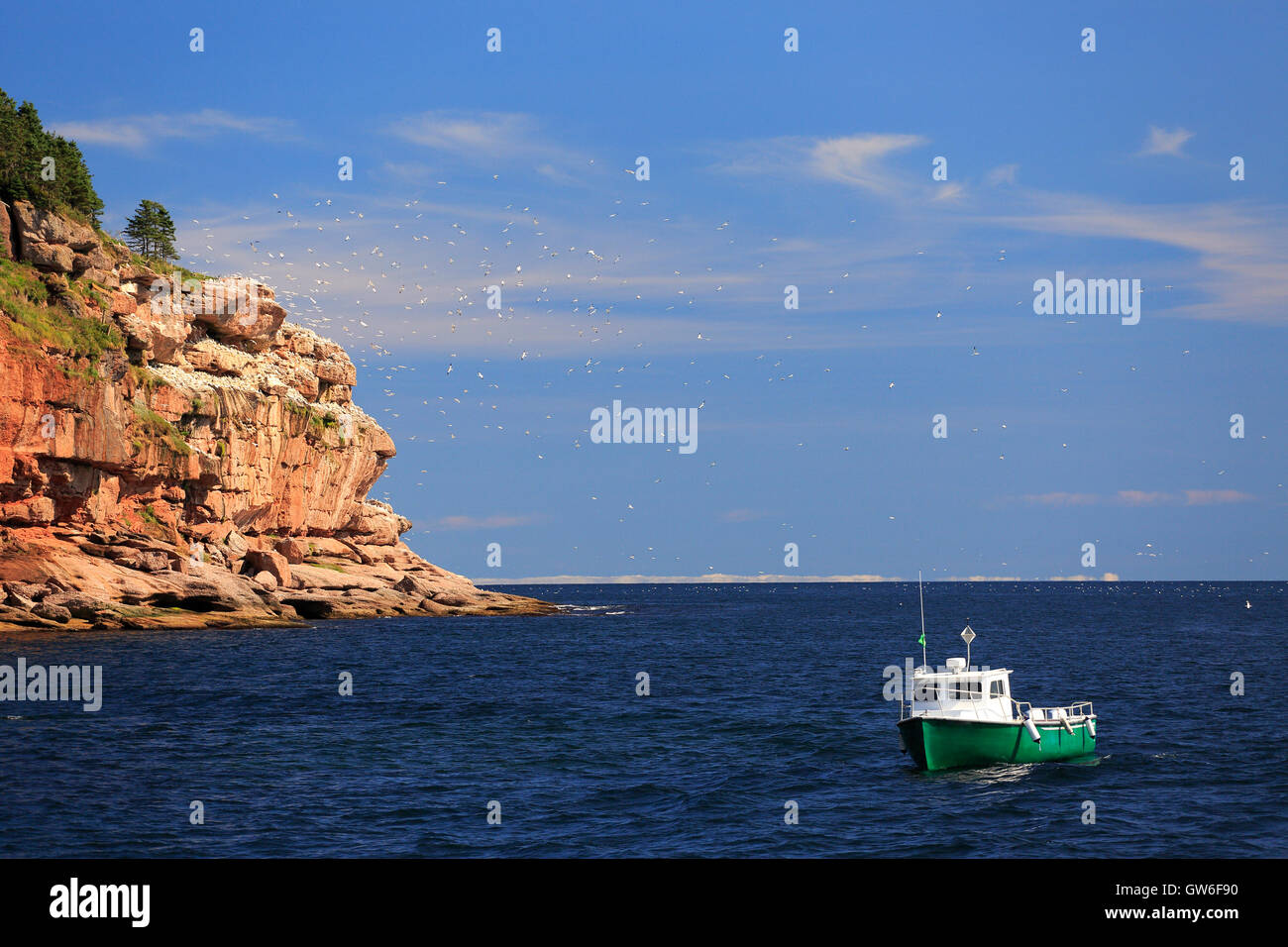 Colony of Northern Gannets and green boat sailing near Bonaventure Island in Quebec, Canada Stock Photo