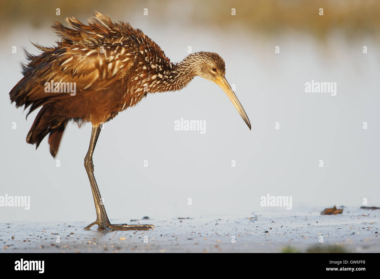Limpkin (Aramus guarauna) standing at waterfront shaking feathers, Cypress Lake, Florida, USA Stock Photo