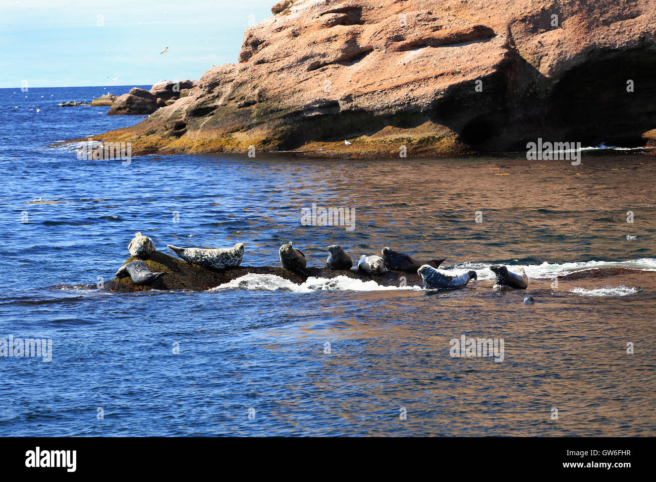 Seals near Bonaventure Island in Gaspesie, Quebec Stock Photo