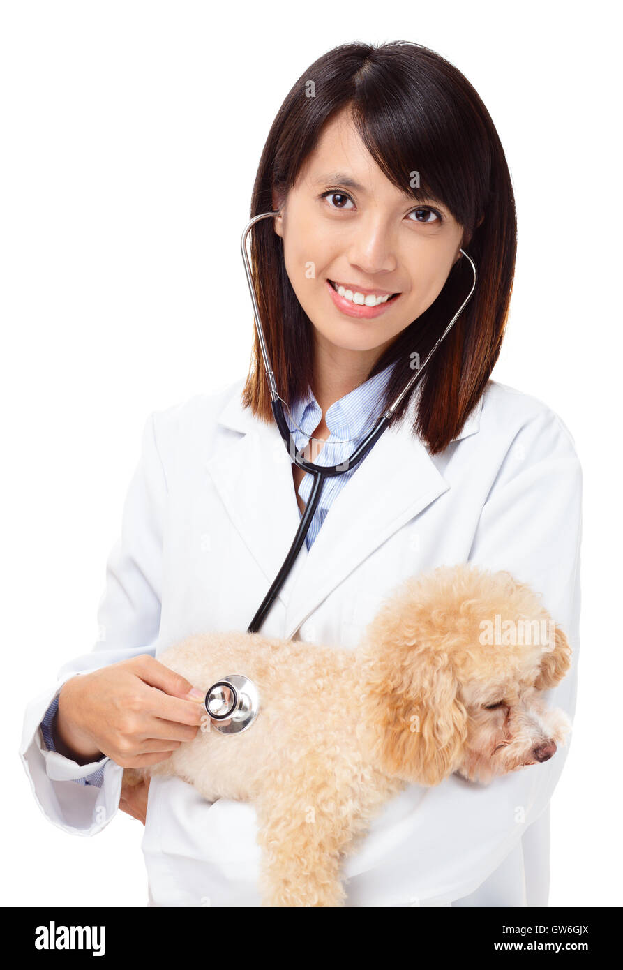 Asian veterinarian with poodle Stock Photo Alamy