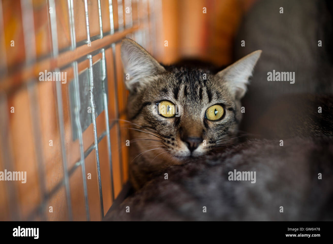 Cat with Sign and Rum in Prison Stock Image - Image of beige, creative:  167814463