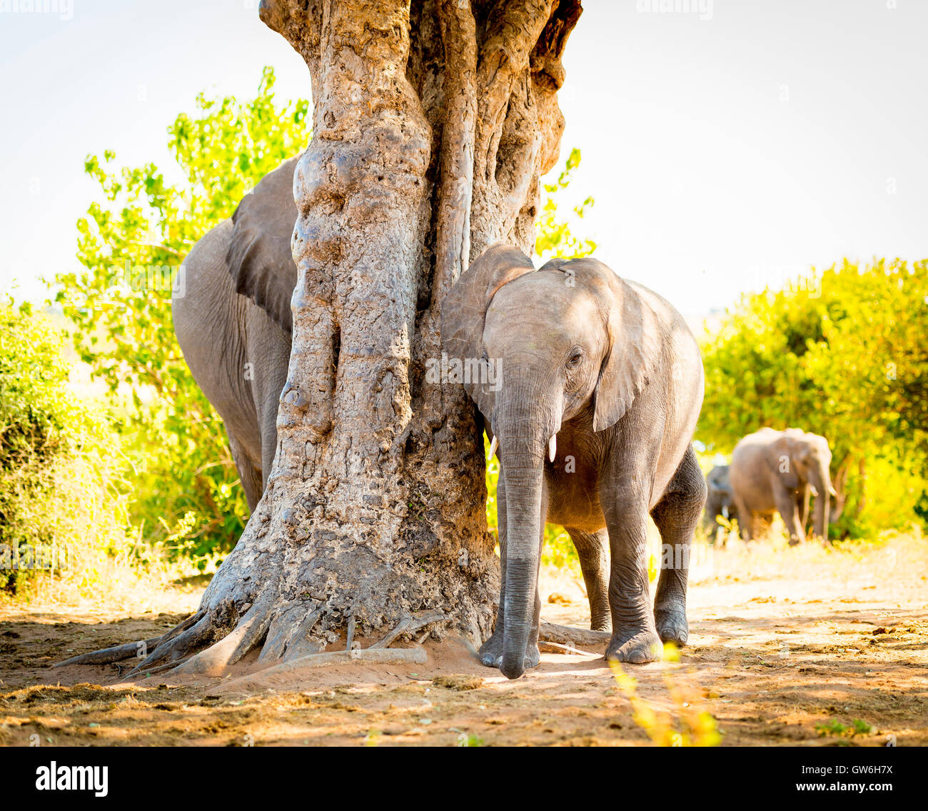 Young Elephant calf at the edge of herd in the wild in Botswana, Africa Stock Photo