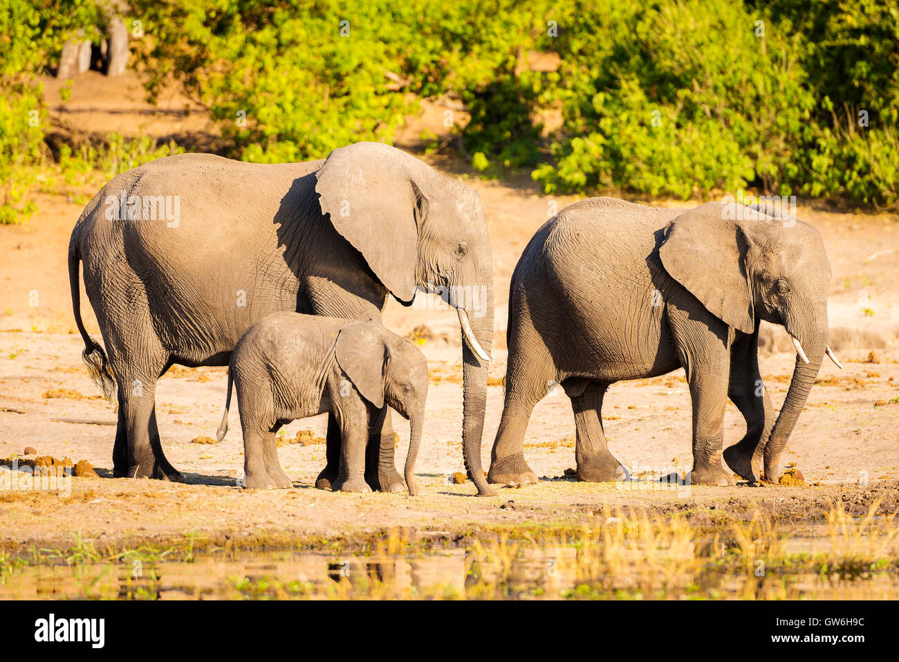 Elephant herd at the edge of the Chobe River in Botswana Stock Photo