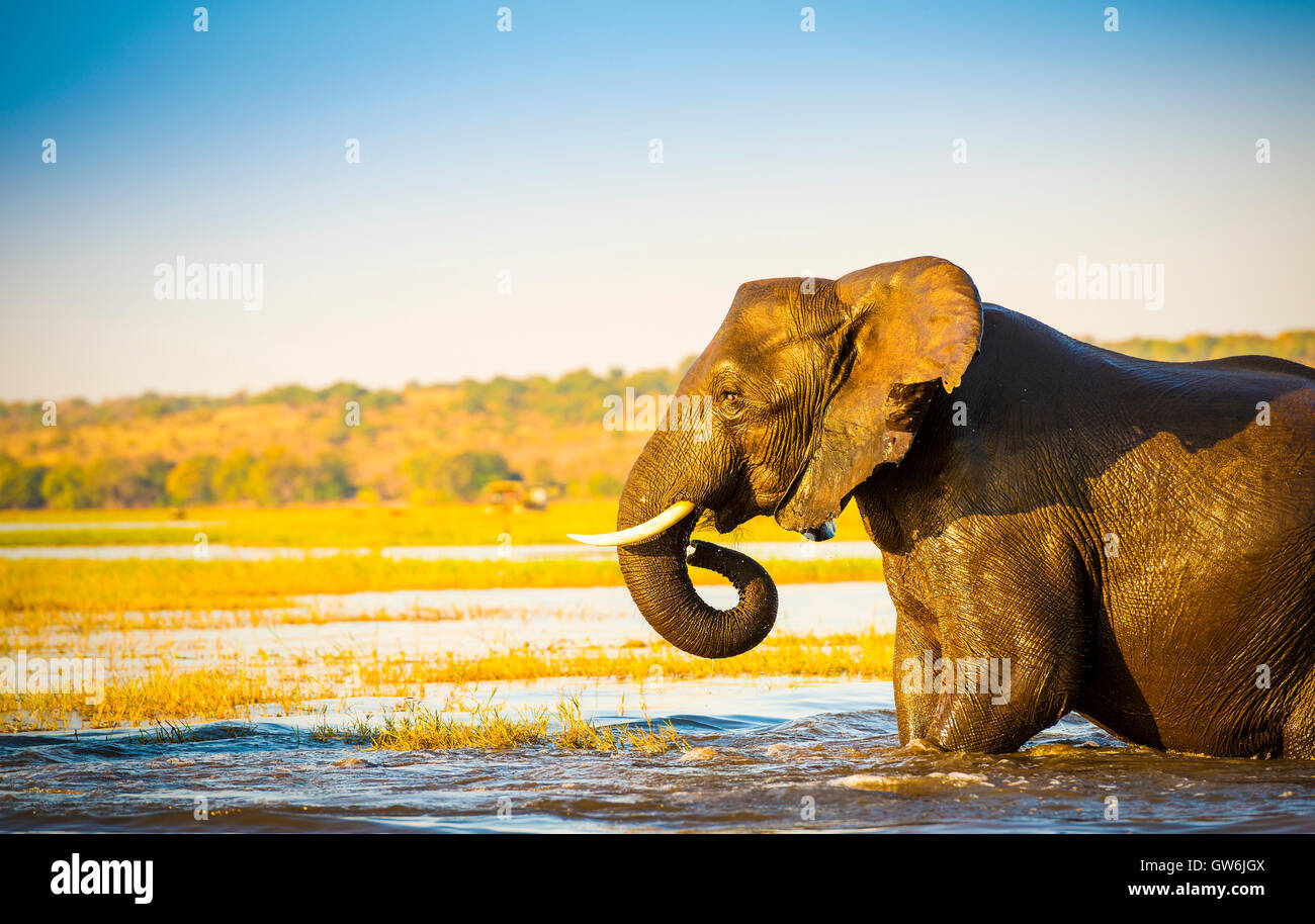 Large elephant wading across the Chobe River in Botswana, Africa at sunset Stock Photo