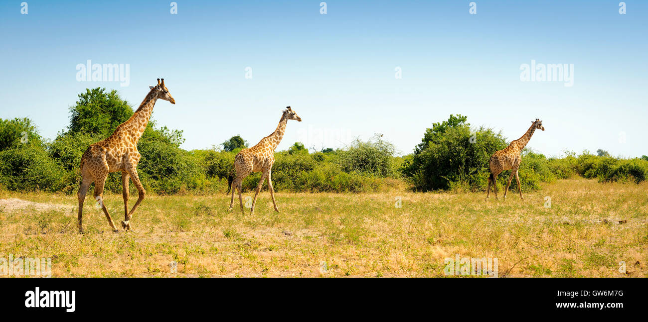 Herd of Giraffes running on the plains in Africa Stock Photo
