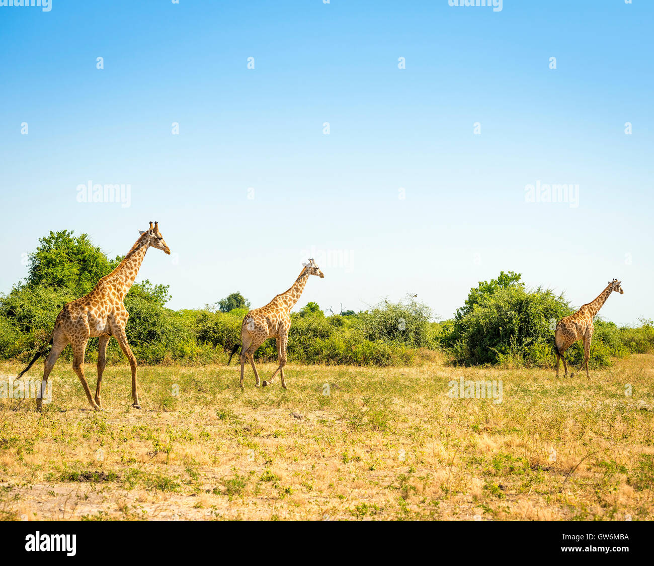 Herd of Giraffes running on the plains in Africa Stock Photo Alamy