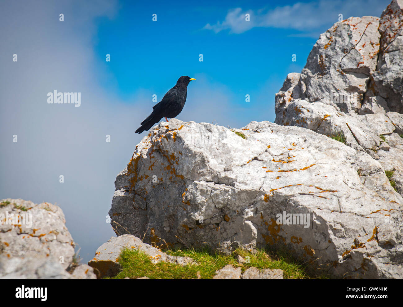 Crow on the peak of Stol mountain, Slovenia Stock Photo