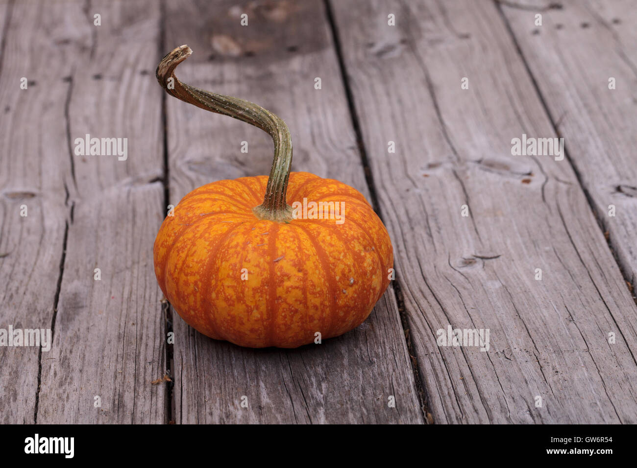 Small Orange pumpkin on a rustic wood picnic table in fall. Stock Photo