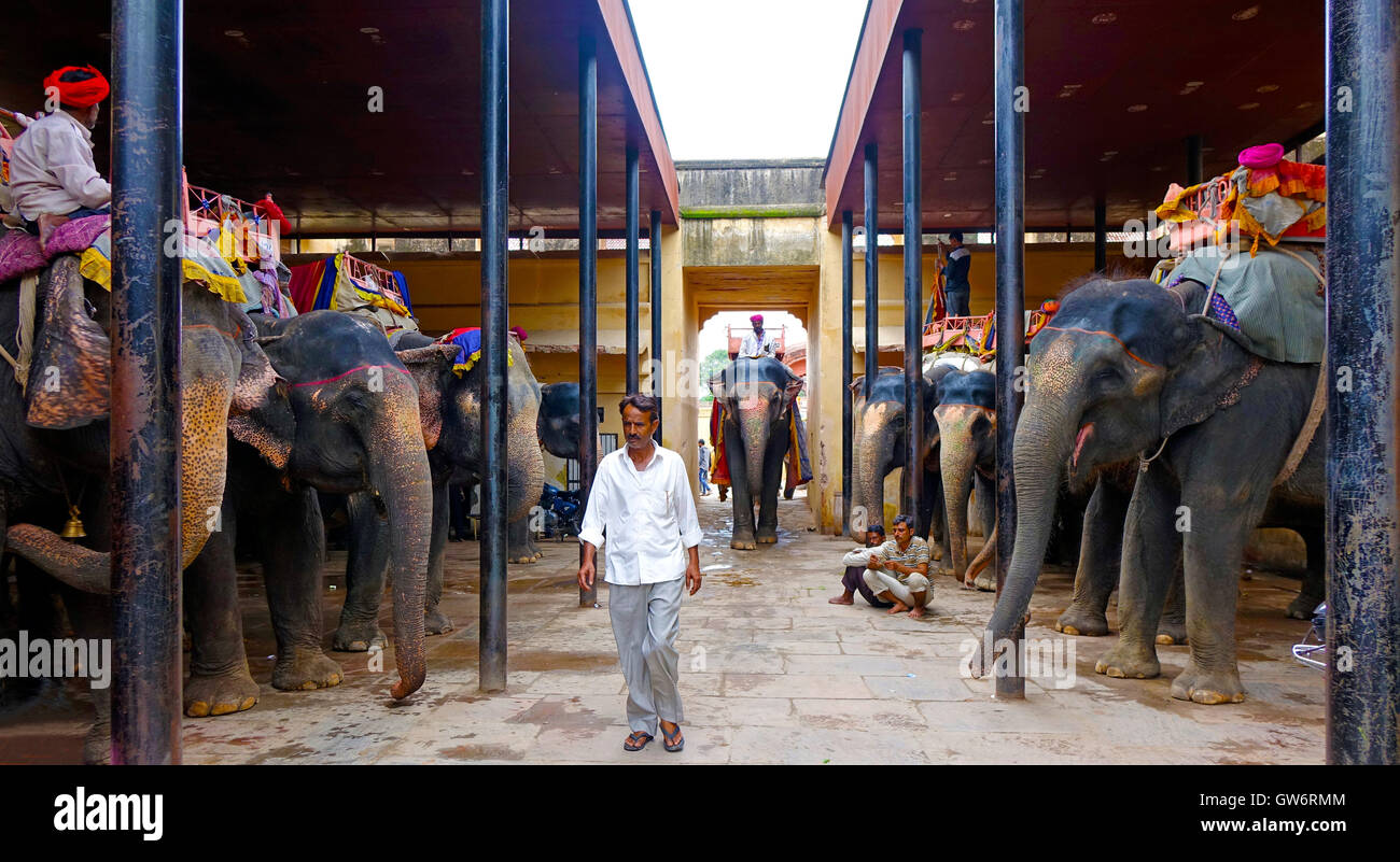 Elephants used for safaris hires stock photography and images Alamy
