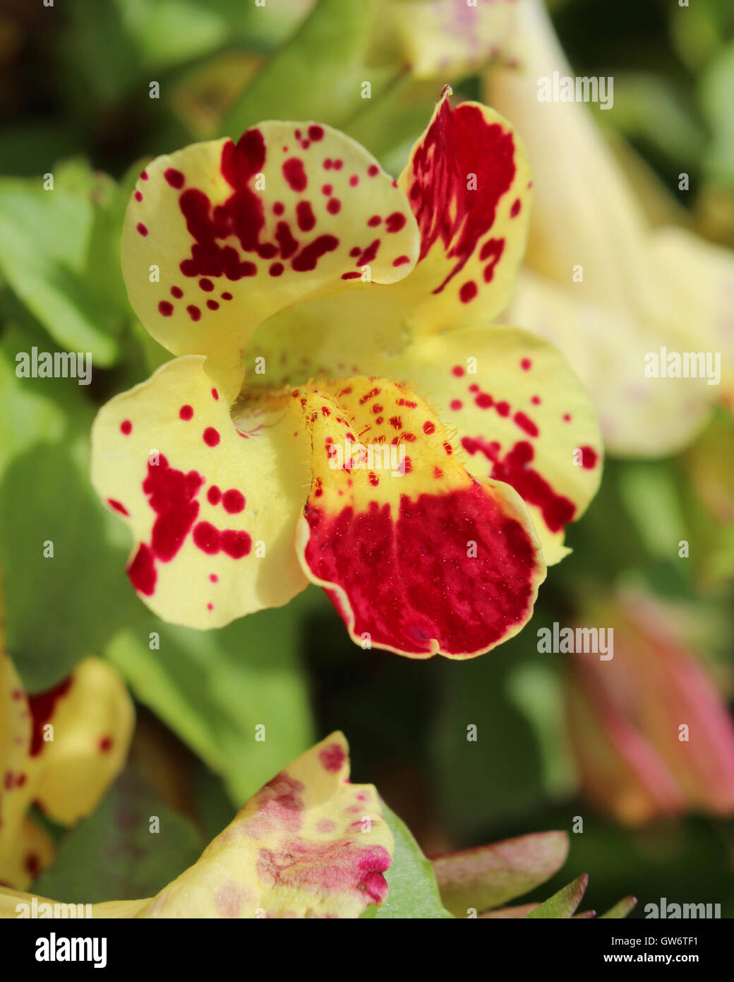 The unusual yellow spotted flower of Mimulus also known as Monkey Flower. Stock Photo