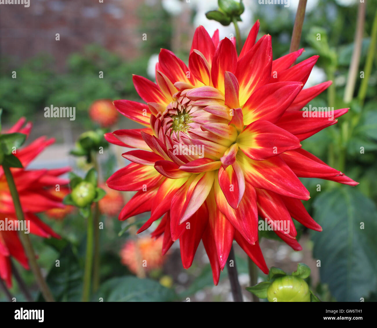 The striking variegated flower of a bi-coloured Dahlia plant. Stock Photo