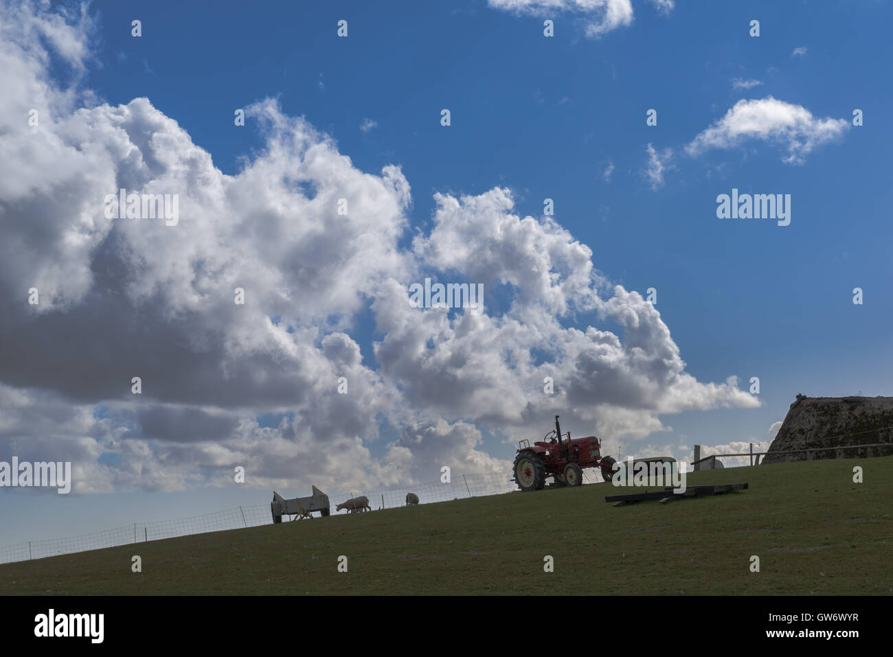 Tractor and sheep on a slope of a housed earth mound tiny islet of Langeness in the, North Sea, Schleswig-Holstein, Germany Stock Photo