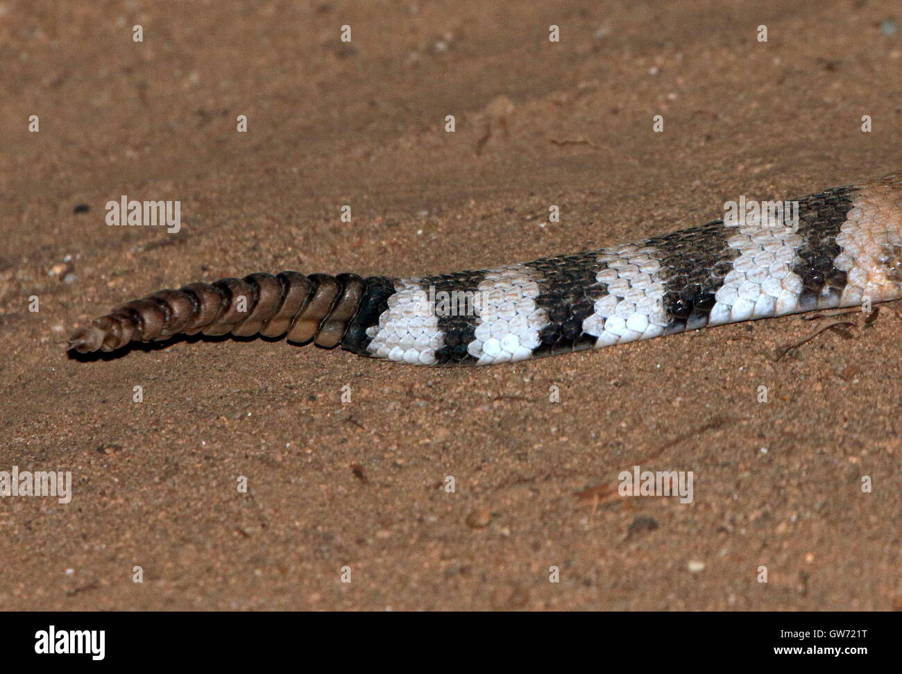 Tail and rattle of the Red diamond rattlesnake (Crotalus ruber), native to SW  California &  Baja California Stock Photo