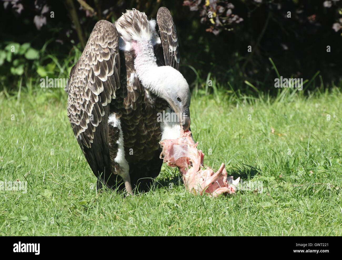 Flesh eating animals hires stock photography and images Alamy
