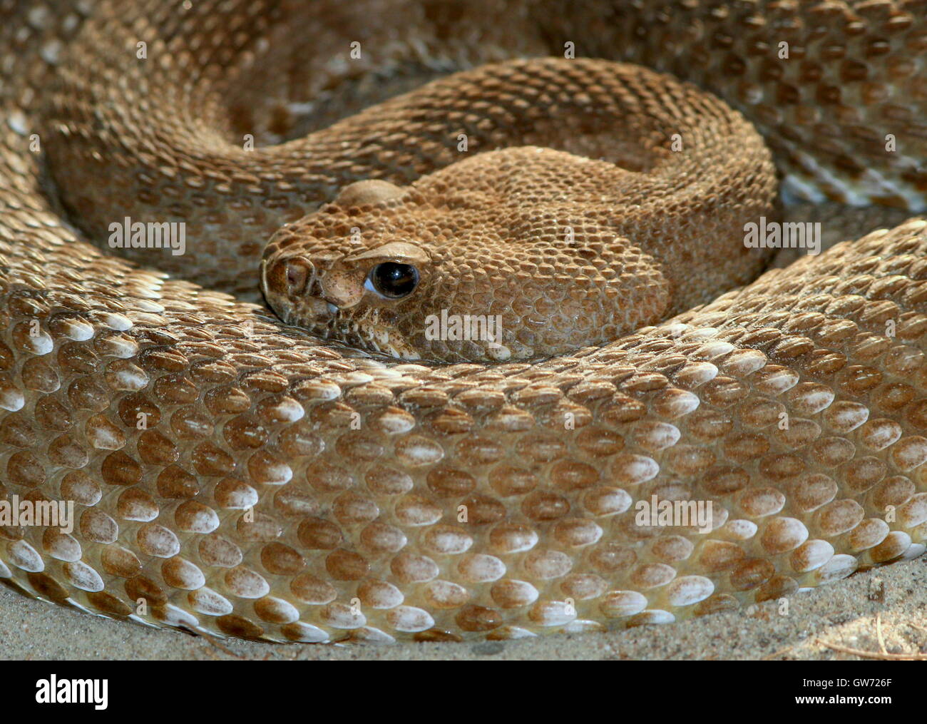 Red diamond rattlesnake (Crotalus ruber), native to the southern
